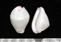 玉兔螺藏品圖，第2張