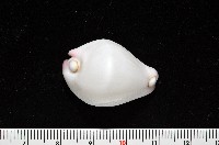 玉兔螺藏品圖，第3張
