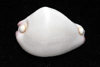 玉兔螺藏品圖，第4張