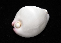 玉兔螺藏品圖，第5張