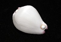 玉兔螺藏品圖，第6張