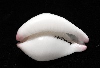 玉兔螺藏品圖，第7張
