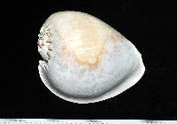 印尼椰子渦螺藏品圖，第5張