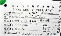 印尼椰子渦螺藏品圖，第12張