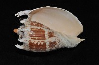 帝王渦螺藏品圖，第2張