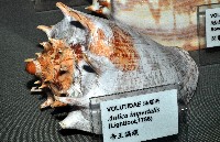 帝王渦螺藏品圖，第14張