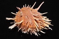 猩猩海菊蛤藏品圖，第8張