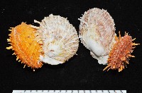 黃金海菊蛤藏品圖，第2張