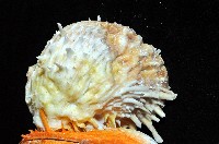 黃金海菊蛤藏品圖，第7張