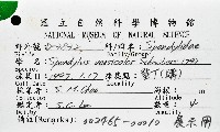 黃金海菊蛤藏品圖，第1張