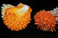 黃金海菊蛤藏品圖，第14張