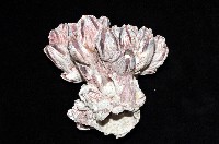 縱肋巨藤壺藏品圖，第2張