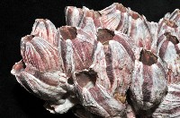 縱肋巨藤壺藏品圖，第5張