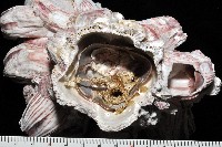 縱肋巨藤壺藏品圖，第6張