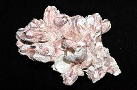 縱肋巨藤壺藏品圖，第8張