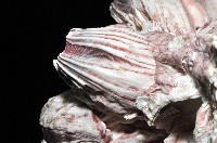 縱肋巨藤壺藏品圖，第10張
