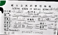 縱肋巨藤壺藏品圖，第12張