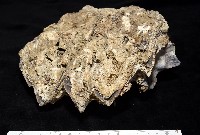鋸齒牡蠣藏品圖，第3張