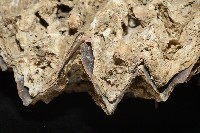 鋸齒牡蠣藏品圖，第4張