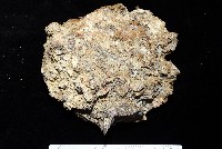 鋸齒牡蠣藏品圖，第5張