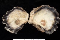 鋸齒牡蠣藏品圖，第6張
