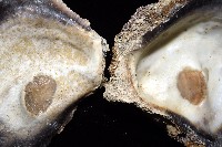 鋸齒牡蠣藏品圖，第7張