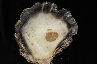 鋸齒牡蠣藏品圖，第8張