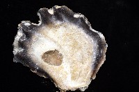 鋸齒牡蠣藏品圖，第9張