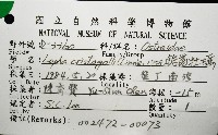 鋸齒牡蠣藏品圖，第12張