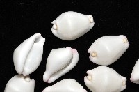 玉兔螺藏品圖，第3張
