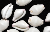 玉兔螺藏品圖，第4張