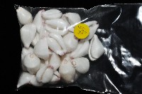 玉兔螺藏品圖，第6張