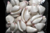 玉兔螺藏品圖，第7張