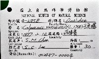 玉兔螺藏品圖，第8張