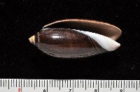 蠟燭榧螺藏品圖，第4張