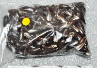 蠟燭榧螺藏品圖，第7張
