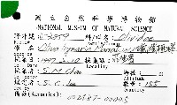 蠟燭榧螺藏品圖，第8張