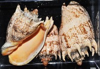 帝王渦螺藏品圖，第4張