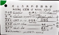 帝王渦螺藏品圖，第5張