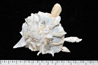 綴殼螺藏品圖，第2張