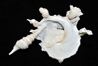 綴殼螺藏品圖，第5張