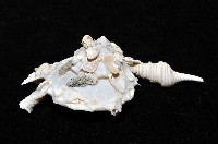 綴殼螺藏品圖，第7張