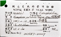 綴殼螺藏品圖，第12張