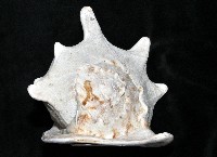 唐冠螺藏品圖，第3張