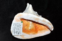 唐冠螺藏品圖，第4張