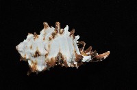 大千手螺藏品圖，第4張
