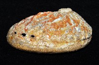 赤金鮑螺藏品圖，第5張