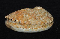 赤金鮑螺藏品圖，第15張