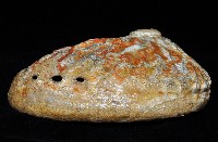 赤金鮑螺藏品圖，第18張