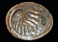 赤金鮑螺藏品圖，第20張